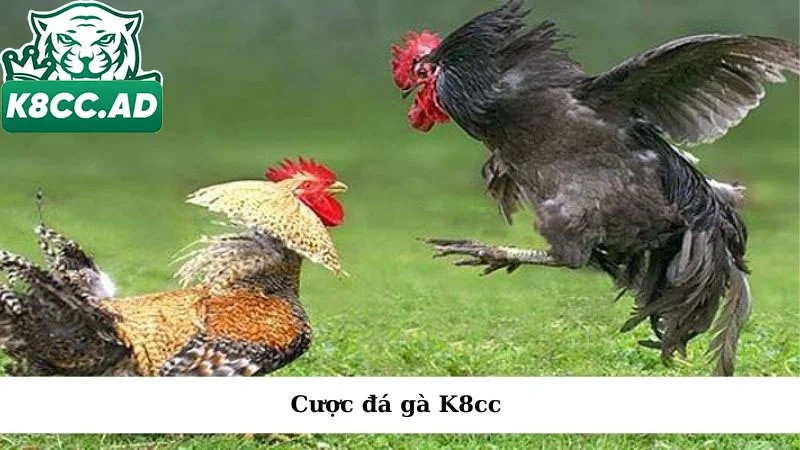 cược đá gà K8cc