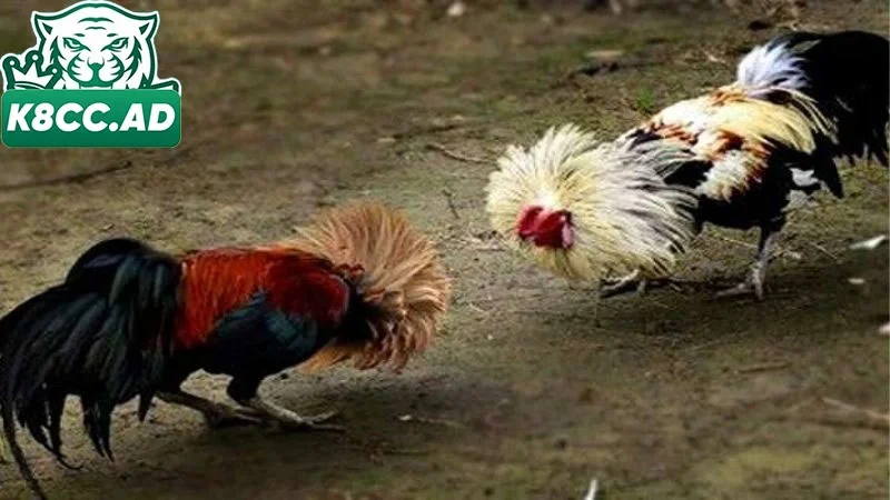 Loại hình cá cược đá gà K8cc